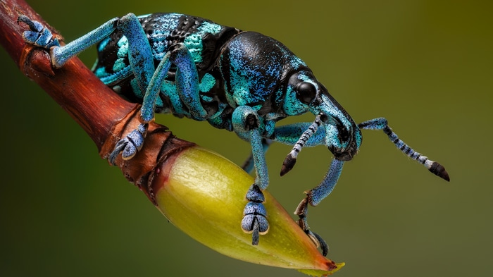 4K Macro of a Blue Weevil Beetle