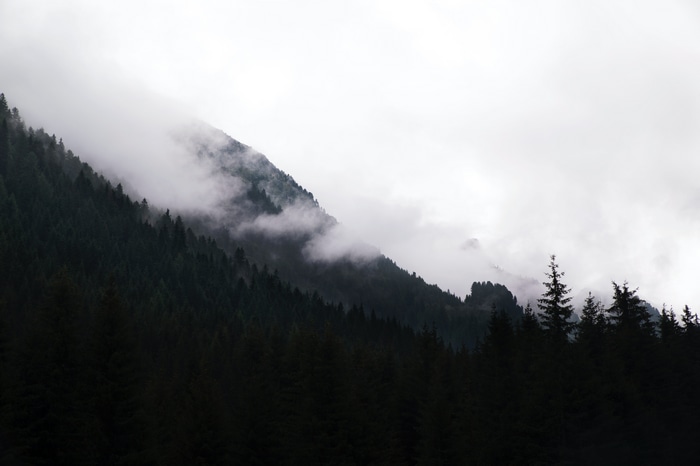 Misty mountain forest landscape