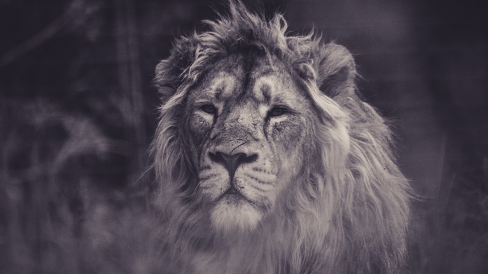Close-up of a lion's face with a mane