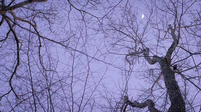 Bare trees and crescent moon in purple sky