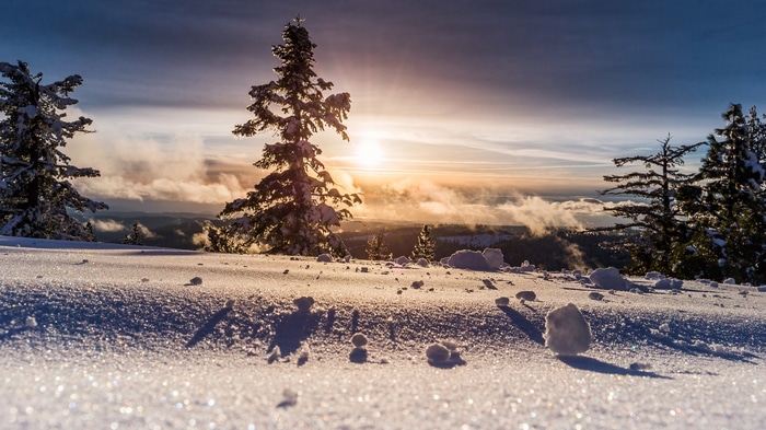 4K winter landscape with pine trees and sunlight