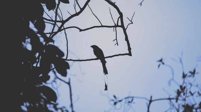 Silhouette of a bird on a branch with leaves