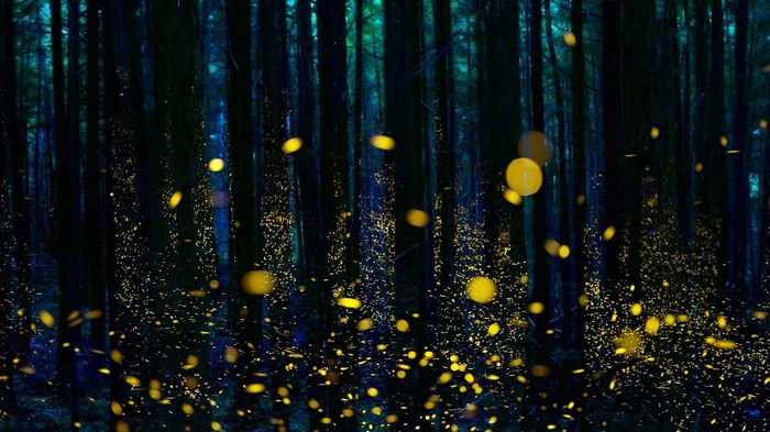Fireflies in a dark forest at night