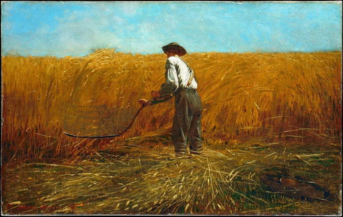 Farmer harvesting wheat with a scythe in a field