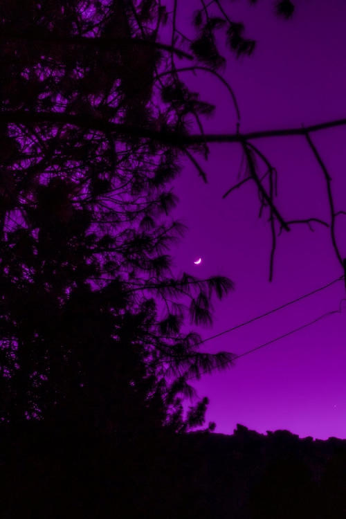 Silhouette of trees against a purple night sky with a crescent moon