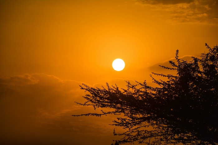 4K sunset over clouds with tree silhouette