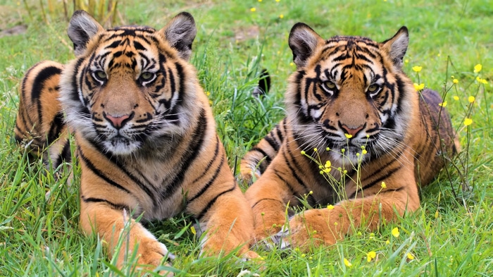 Two young tigers lying in green grass with yellow flowers