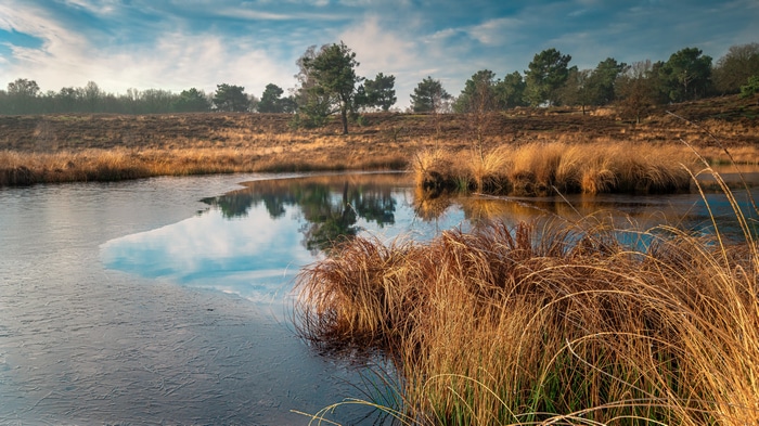 4K nature landscape with frozen lake and dry grass