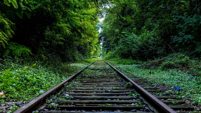 Overgrown railway tracks disappearing into a green forest