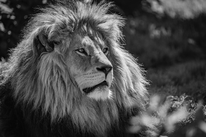4K Monochrome Portrait of a Majestic Lion