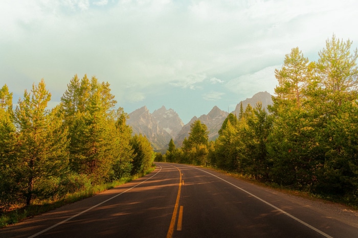 Road leading to mountains through pine trees