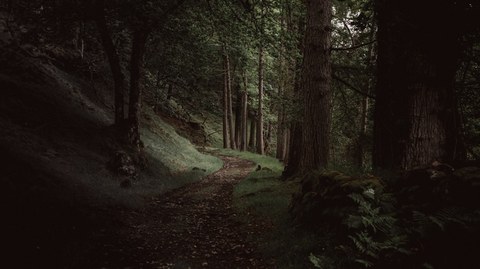 4K pathway through a green forest with trees