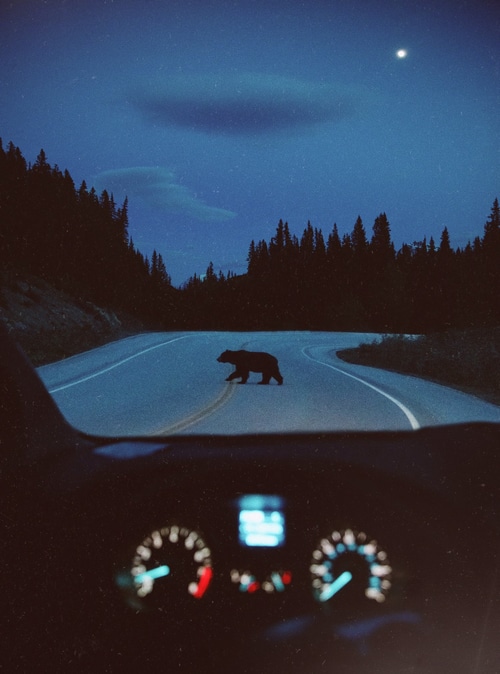 Bear crossing road at night from car interior