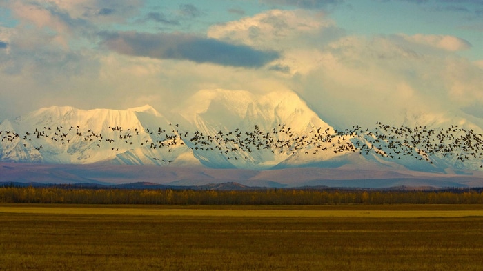 Flock of birds flying over snowy mountains