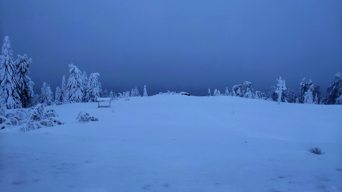 Snow-covered trees under a dark blue winter sky