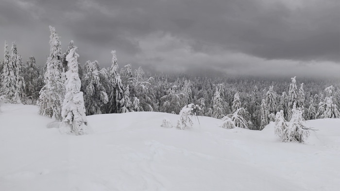 Winter landscape with snow-covered trees under a cloudy sky