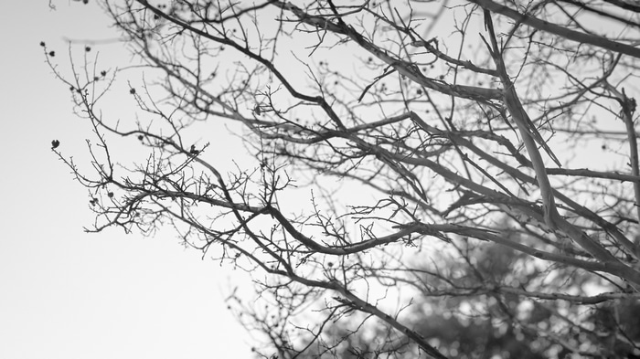 Monochrome image of bare tree branches against a bright sky