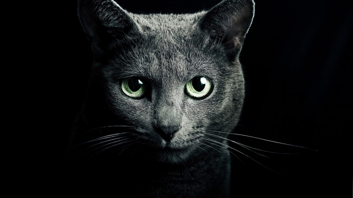 Close-up of a Russian Blue cat with green eyes
