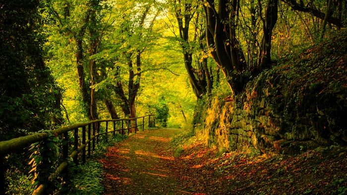 Pathway through a sunlit forest with a stone wall