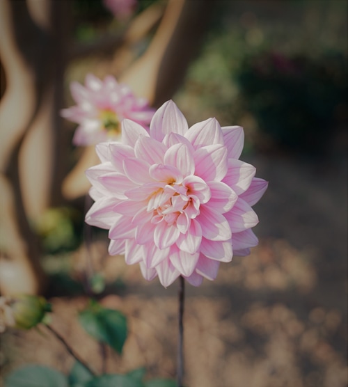 Close-up of a pink dahlia flower