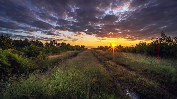 4K Landscape with Sunset Over a Grassy Path