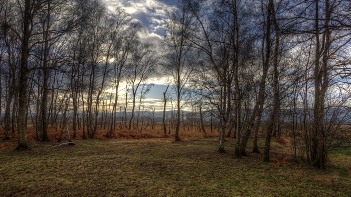 Bare trees in a forest landscape with cloudy sky
