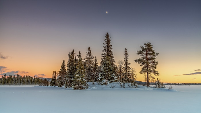 4K winter landscape with pine trees and orange sky