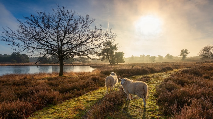 4K Sheep in a Misty Landscape at Sunrise