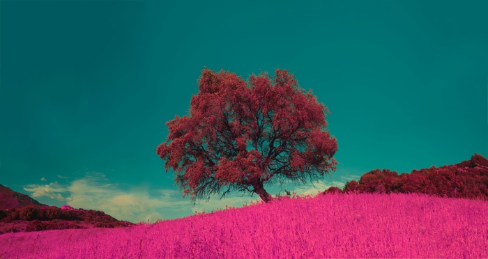 4K Infrared Nature with Tree and Pink Field