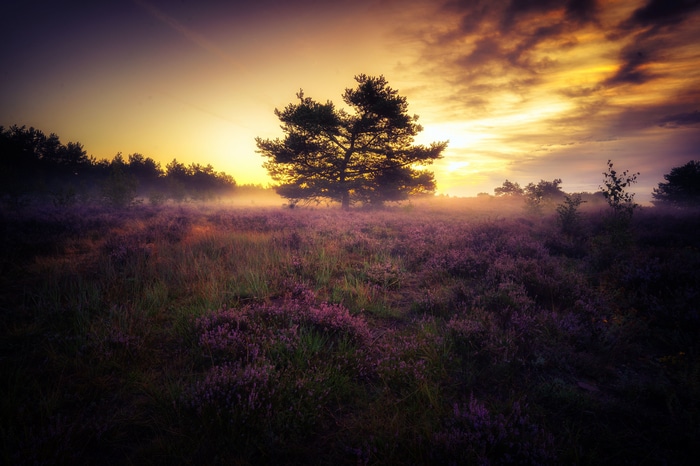 4K nature landscape with lavender and sunset