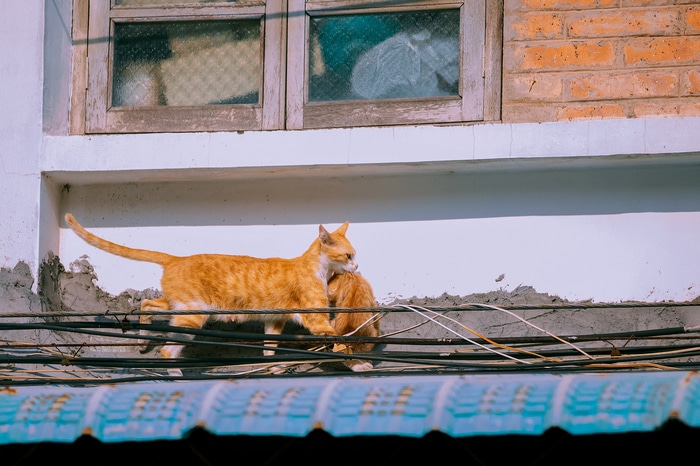Mother cat carrying a kitten on a wire