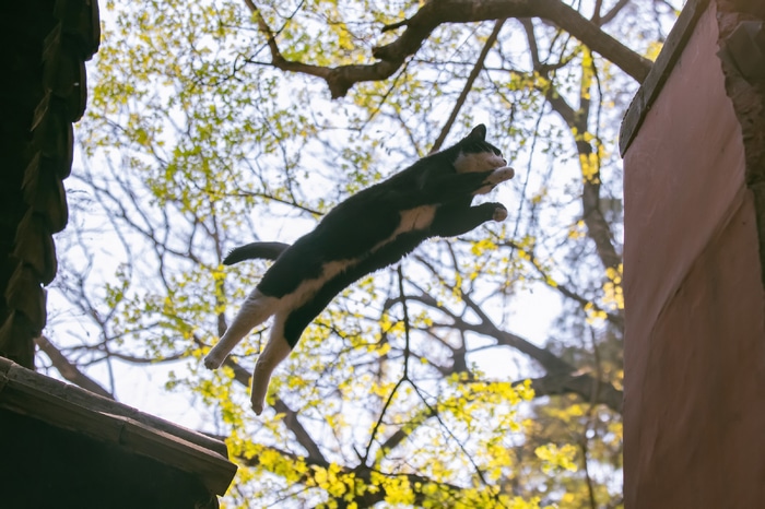 Black and white cat jumping in the air