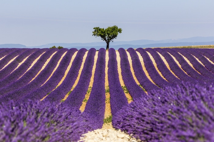 Lavender field with a lone tree in Provence