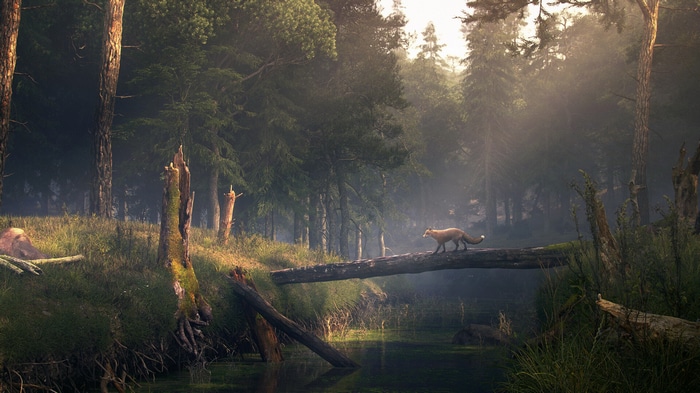 Fox walks on a log over a river in a forest