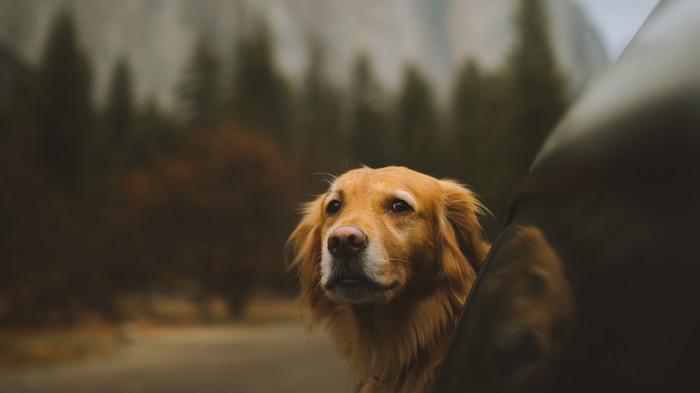 Golden Retriever dog looking out of a car window