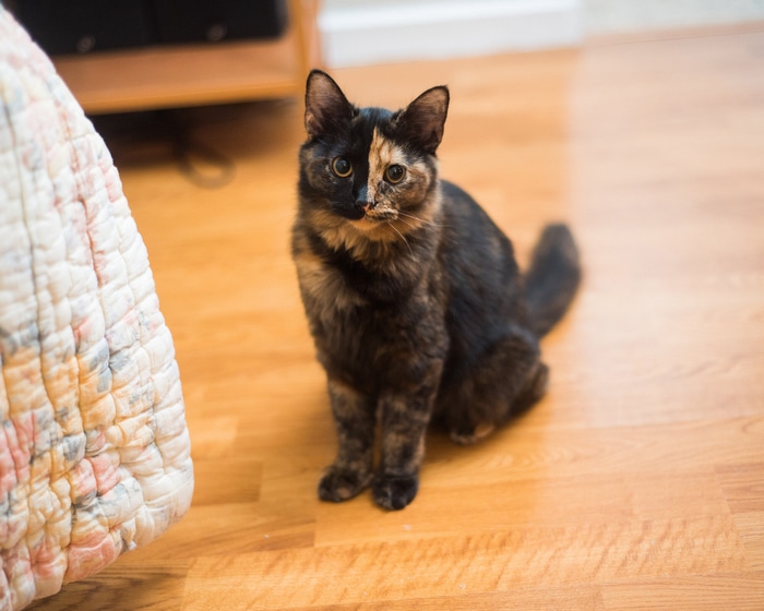Tortoiseshell cat sitting on a wooden floor