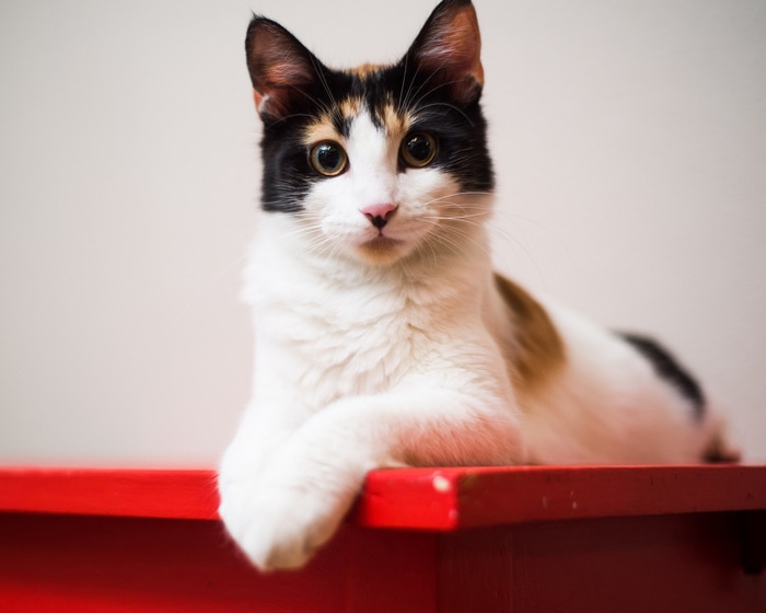 Calico cat resting on a red surface