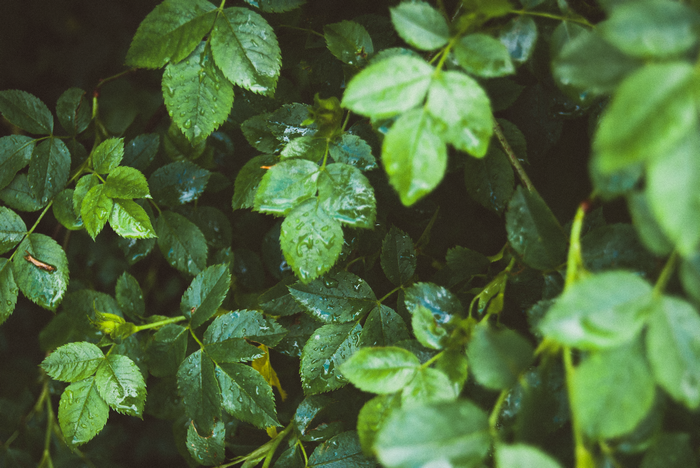 4K close-up of wet green foliage