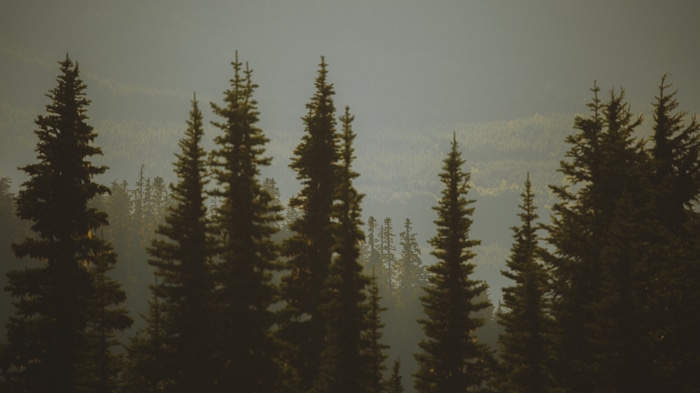 4K landscape with pine trees in a forest