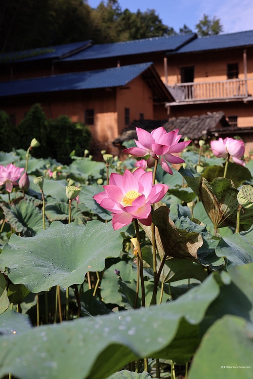 Pink lotus flowers in a pond with traditional buildings