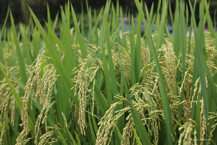 Close-up of a rice paddy with green stalks and grains