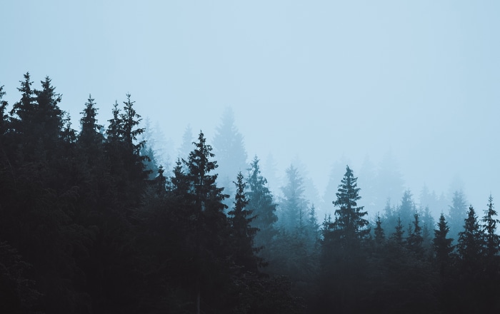 Misty forest with dark evergreen trees