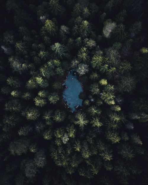 Aerial view of a forest with a pond