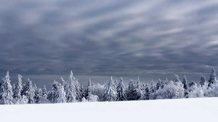 4K winter landscape with snow-covered trees and cloudy sky