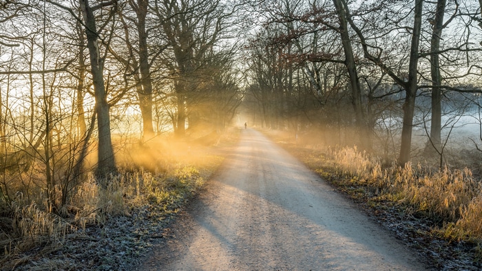 4K mist sunlight trees dirt road outdoors