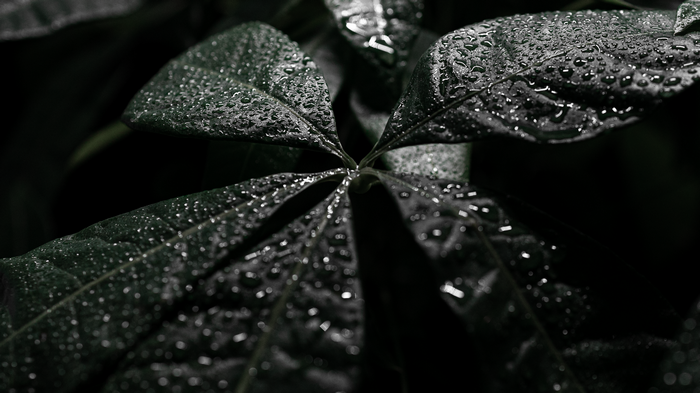 4K macro shot of wet green leaves