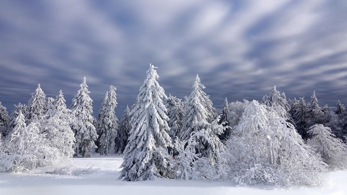 4K snow-covered trees in a winter forest