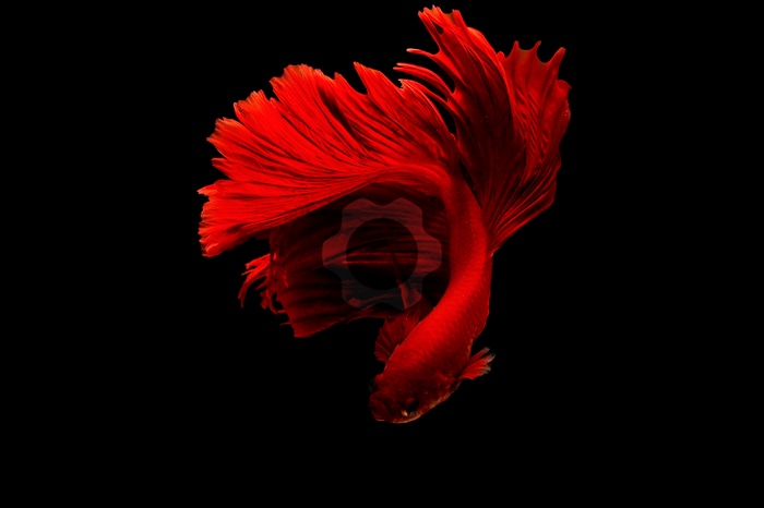 Red Betta Fish with Company Logo