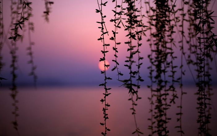 Silhouette of vines against a sunset over a lake