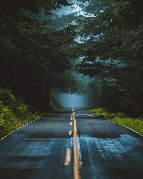 Wet road through a misty forest